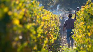 Cousiño Macul Vineyard Tour