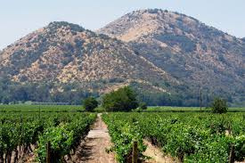 Santa Rita Vineyard Tour